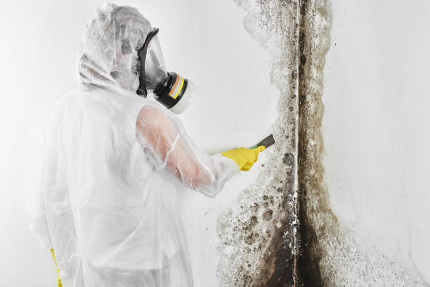 Best Emergency Mold Removal  in Albion, NE