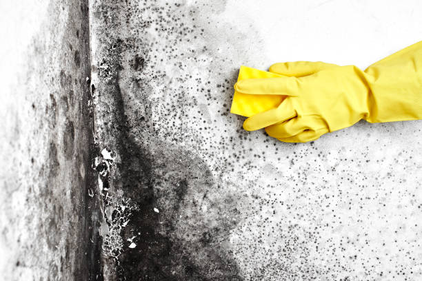 Best Best Mold Removal Companies  in Albion, NE