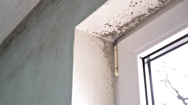 Best Commercial Mold Removal  in Albion, NE