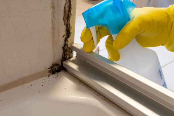 Best Mold Testing  in Albion, NE