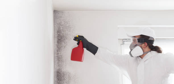 Best Mold Removal Process  in Albion, NE