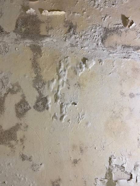 Best Local Mold Removal Service  in Albion, NE
