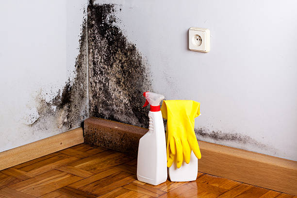Best Black Mold Removal  in Albion, NE