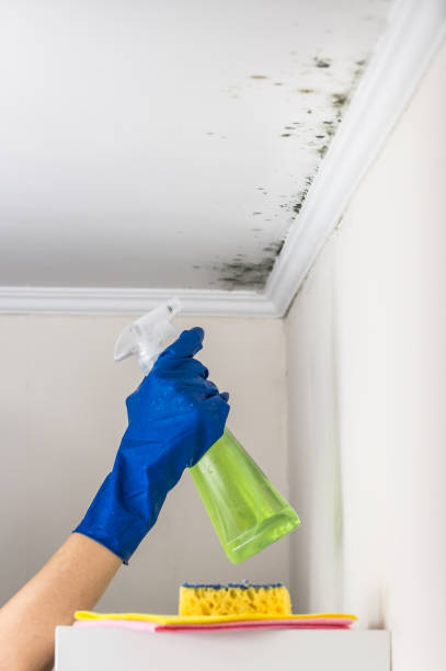Best Mold Testing  in Albion, NE